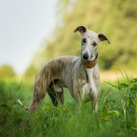 Whippet: Hundefutter und Rasseportrait