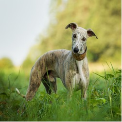Whippet: Hundefutter und Rasseportrait