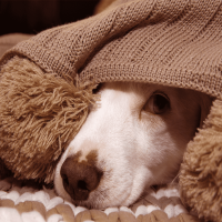 Wie lange schlafen Hunde?