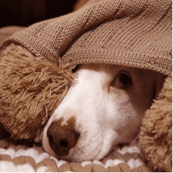 Wie lange schlafen Hunde?