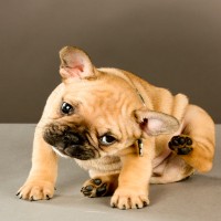 Wie Sie Ihren Welpen sicher vor Flöhen schützen