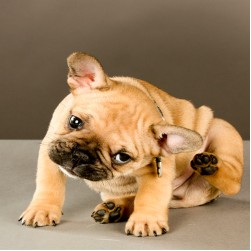 Wie Sie Ihren Welpen sicher vor Flöhen schützen