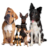 Wie viele Hunde gibt es in Deutschland?