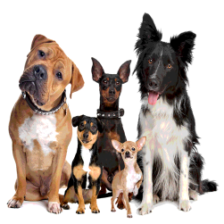 Wie viele Hunde gibt es in Deutschland?