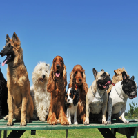 Wie viele Hunderassen gibt es auf der Welt?