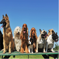 Wie viele Hunderassen gibt es auf der Welt?