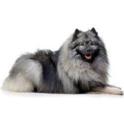 Wolfsspitz: Der elegante Wächter mit historischem Erbe