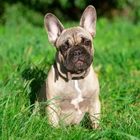 Worauf Sie bei juckenden Ohren Ihres Hundes achten sollten