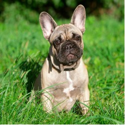 Worauf Sie bei juckenden Ohren Ihres Hundes achten sollten