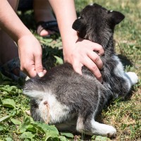 Würmer beim Hund? Erkennen und Vorbeugen