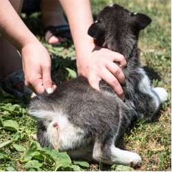 Würmer beim Hund? Erkennen und Vorbeugen