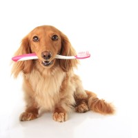 Zähneputzen beim Hund: so bleibt das Hundegebiss gesund