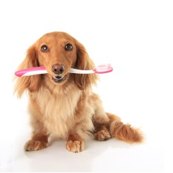 Zähneputzen beim Hund: so bleibt das Hundegebiss gesund