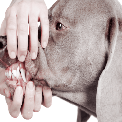Zahnfleischentzündung beim Hund: Gingivitis erkennen und behandeln