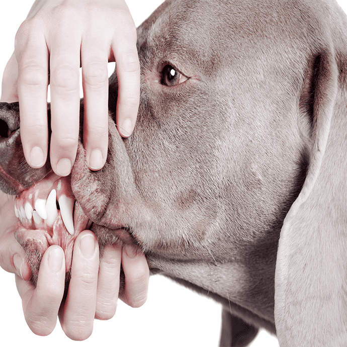 Zahnfleischentzündung beim Hund: Gingivitis erkennen und behandeln
