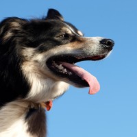 Zahnstein beim Hund vorbeugen und entfernen