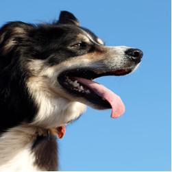 Zahnstein beim Hund vorbeugen und entfernen