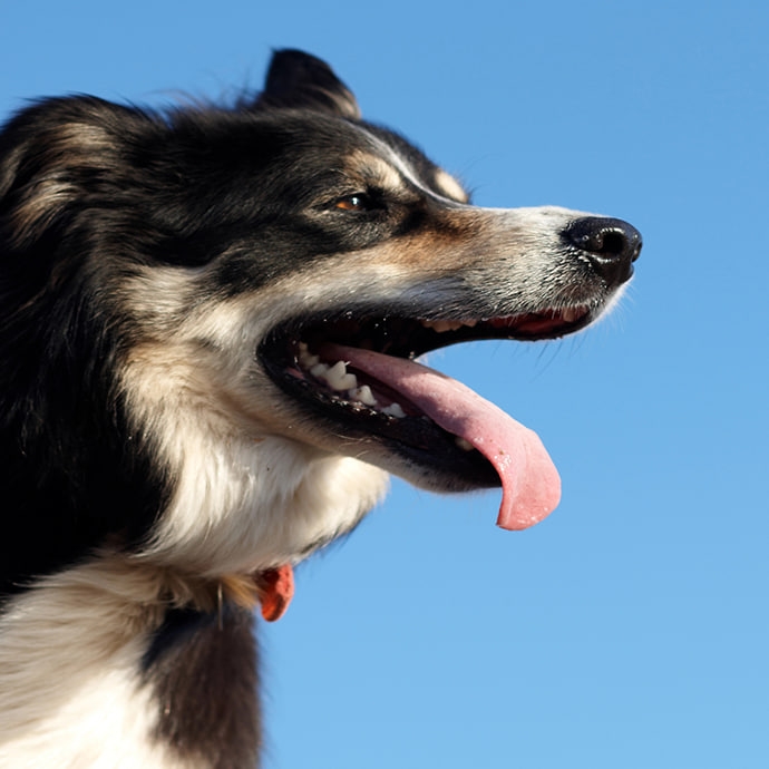 Zahnstein beim Hund vorbeugen und entfernen