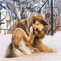 Zecken beim Hund? So schützen Sie Ihren Hund 