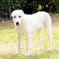 Zentralasiatischer Owtscharka: Hundefutter und Rasseportrait