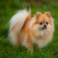 Zwergspitz: Hundefutter und Rasseportrait