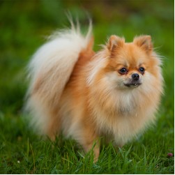 Zwergspitz: Hundefutter und Rasseportrait