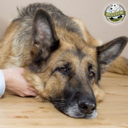 Ellbogendysplasie beim Hund