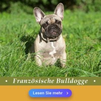 Französische Bulldogge