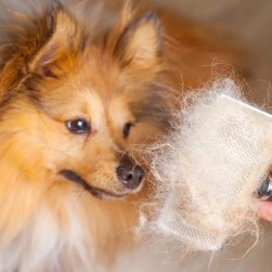 Haarausfall bei Hunden reduzieren: so geht’s