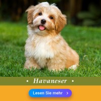 Havaneser
