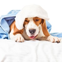 Hund hustet und würgt: daran kann es liegen