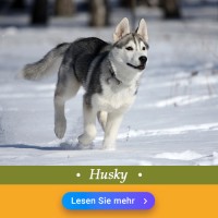 Husky
