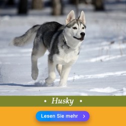 Husky