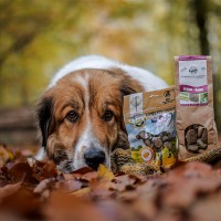 Insektenfett: was es so wertvoll macht für Hunde und warum wir es nutzen