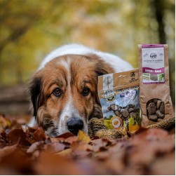 Insektenfett: was es so wertvoll macht für Hunde und warum wir es nutzen