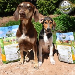 Kaltgepresstes oder extrudiertes: welches Hundetrockenfutter ist besser?