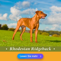 Rhodesian Ridgeback