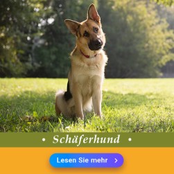 Deutsche Schäferhund