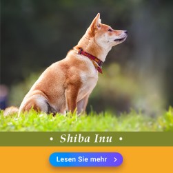 Shiba Inu