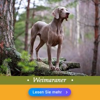 Weimaraner