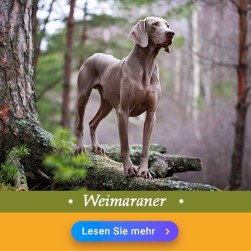 Weimaraner
