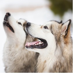 Alaskan Malamutes: Imposante Begleiter aus dem hohen Norden