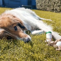 Arthrose beim Hund: Symptome, Behandlung und Vorbeugung