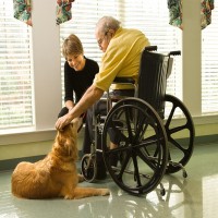 Assistenzhund: mehr als nur ein treuer Freund im Alltag