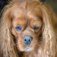 Bindehautentzündung beim Hund: Ursachen, Symptome und Behandlung