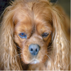 Bindehautentzündung beim Hund: Ursachen, Symptome und Behandlung