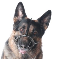 Aggressiver Schäferhund: Ursachen und Tipps für betroffene Halter