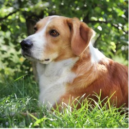 Anaplasmose beim Hund: Ursache, Symptome und Behandlung