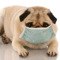 Apoquel für Hunde mit allergisch bedingtem Juckreiz