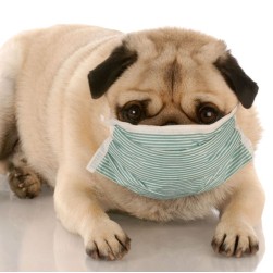 Apoquel für Hunde mit allergisch bedingtem Juckreiz